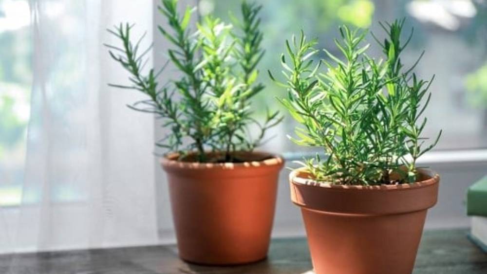 রোজমেরি