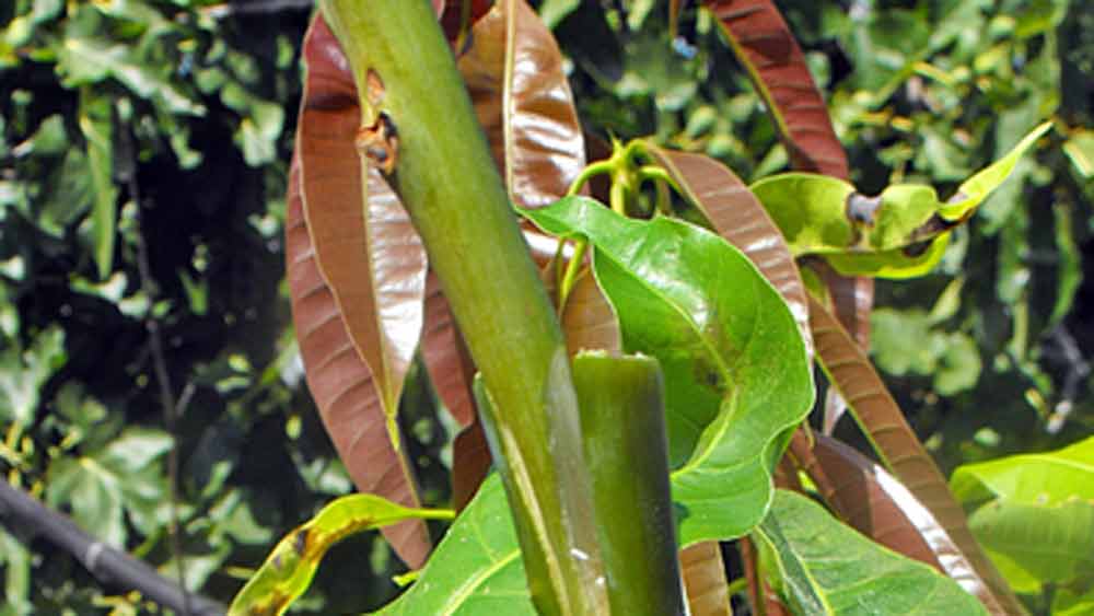গবেষণা এখনও চলছে। আরও উন্নত প্রজাতির আম কী ভাবে পাওয়া যায় তার চেষ্টা করছেন গবেষকরা।