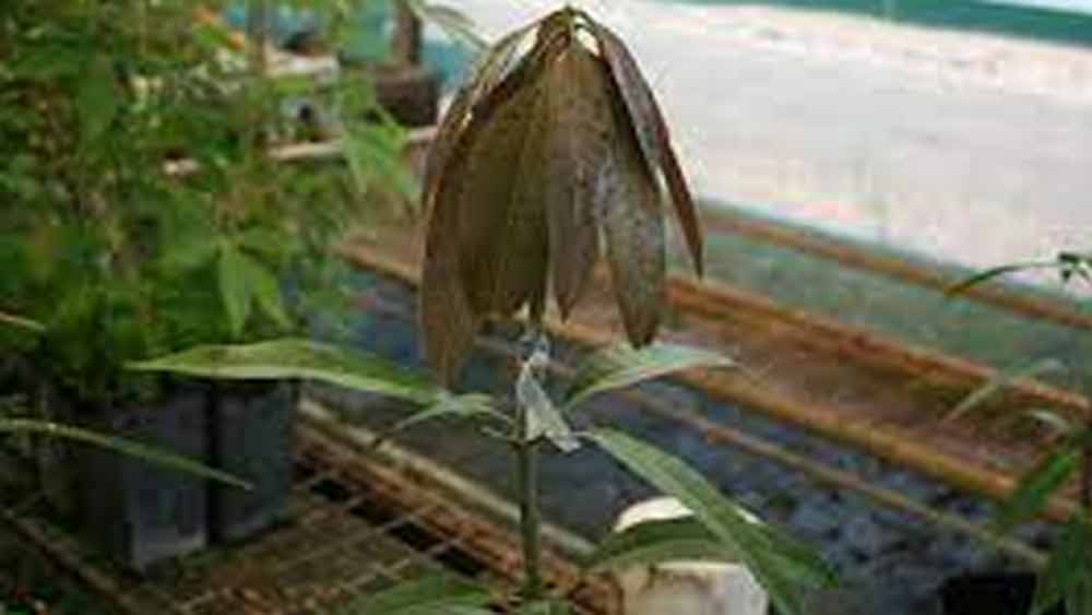 সাফল্যও মেলে বেশির ভাগ ক্ষেত্রে। কিন্তু একটি গাছে এতগুলো আলাদা প্রজাতির গাছের ডাল জোড়া লাগানো মোটেই সহজ ছিল না। গবেষণার ফল পেতে ১৫ বছর অপেক্ষা করতে হয়েছে গবেষকদের।