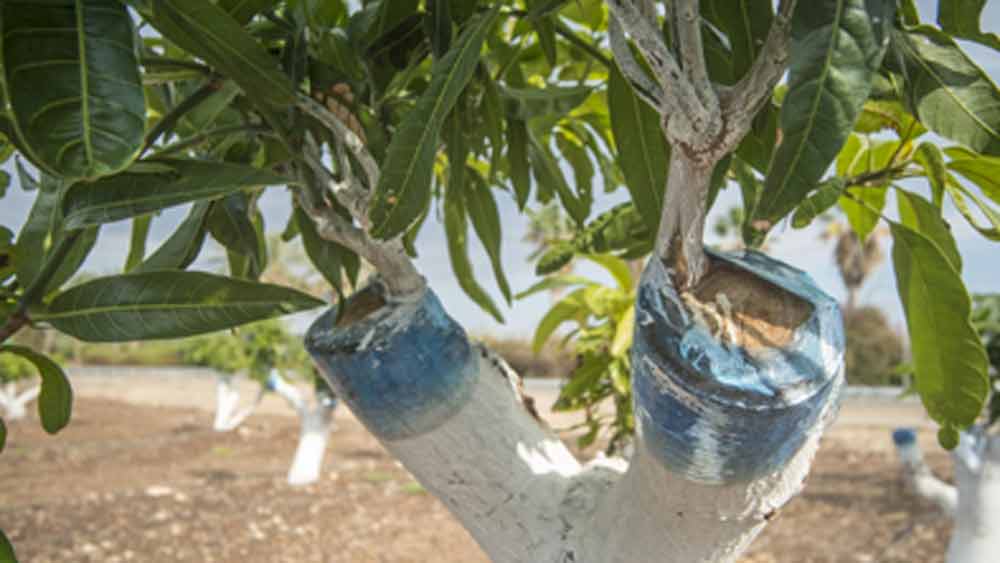 তবে যতটা সহজ শুনতে লাগছে বিষয়টি মোটের তত সহজ ছিল না। উদ্ভিদের ক্ষেত্রে গ্রাফ্টিং খুবই সাধারণ প্রক্রিয়া। এর জন্য বিশেষজ্ঞ হওয়ার প্রয়োজন পড়ে না। সামান্য কিছু শিক্ষা থাকলেই নিজের বাড়িতে যে কোনও দু’টি আলাদা গাছের ডালের মধ্যে গ্রাফ্টিং করা যায়।