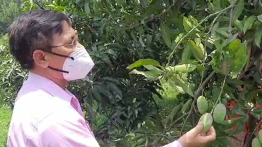 সবটাই সম্ভব হয়েছে গ্রাফ্টিংয়ের দ্বারা। বিভিন্ন প্রজাতির আমগাছের ডাল ওই গাছটির ডালের সঙ্গে বৈজ্ঞানিক পদ্ধতিতে জুড়ে দেওয়া হয়েছে। পরবর্তীকালে সেগুলো থেকেই আলাদা প্রজাতির আম ফলেছে।