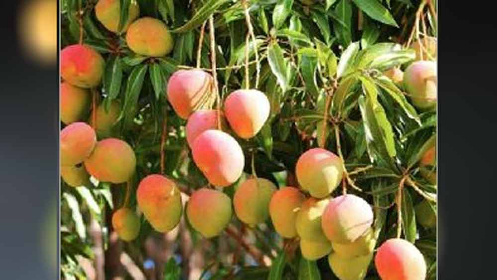 এই বিশেষ আম গাছের পরিচর্যার জন্য প্রশিক্ষণ প্রাপ্ত লোক রাখা হয়েছে। কী ভাবে সম্ভব হল এই ফলন?