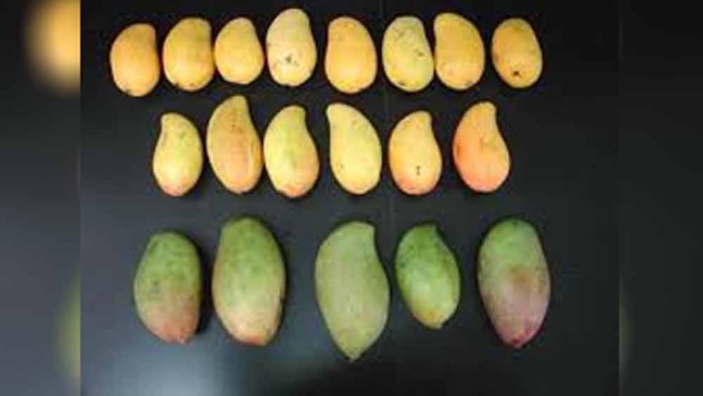 এ ছাড়া লখনউ সফেদা, টমি অ্যাট কিংস, পুসা সৌর, সেনসেশন, রাতাউল, কলমি মালদা ম্যাঙ্গো, বোম্বে, স্মিথ, ম্যাগনিফেরা জালোনি, গোলা বুলন্দশহর, লারাঙ্কু, এলআর স্পেশাল, আলামপুর বেনিশা, আসোজিয়া দেওব্যান্ডের মতো আমও ফলে রয়েছে ওই গাছেই।