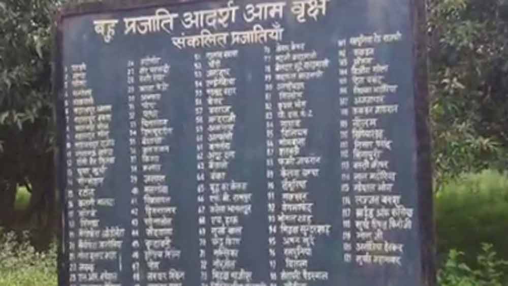 কী কী আম ফলেছে ওই গাছে? দশেরি, ল্যাংরা, চৌসা, রামকেলা, আম্রপলি, সাহারানপুর সৌরভ, সাহারানপুর গৌরব, সাহারানপুর অরুণ, সাহারানপুর বরুণ, সাহারানপুর রাজীবের মতো আম তো রয়েইছে।