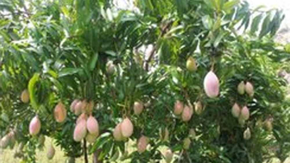 এই গবেষণা কেন্দ্রই সম্প্রতি একটি গাছে ১২১ প্রজাতির আম ফলেছে।