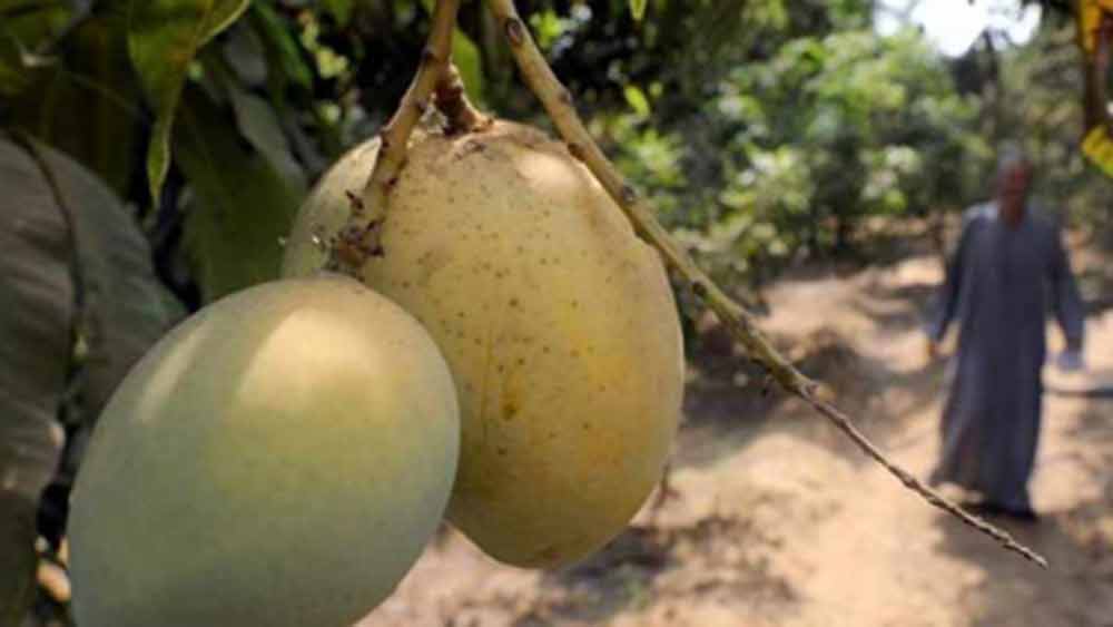 এক বার ভাবুন তো যে একই গাছের একটি ডালে ল্যাংরা ঝুলছে, সেই গাছেরই আবার অন্য ডালে ঝুলে রয়েছে আম্রপালি। আম্রপালি থেকে চোখ সরতেই হয়তো দেখতে পাবেন পাতার ফাঁকে উঁকি মারছে ফজলি!