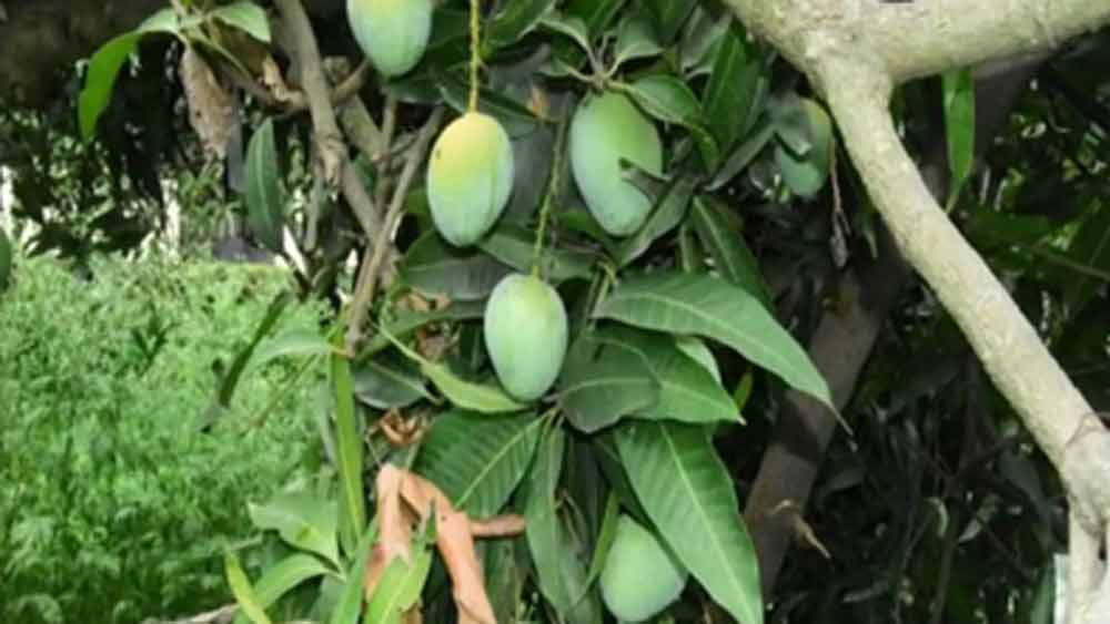 এই বিরল দৃশ্য দেখতে হলে যেতে হবে উত্তরপ্রদেশের সাহারানপুরে।