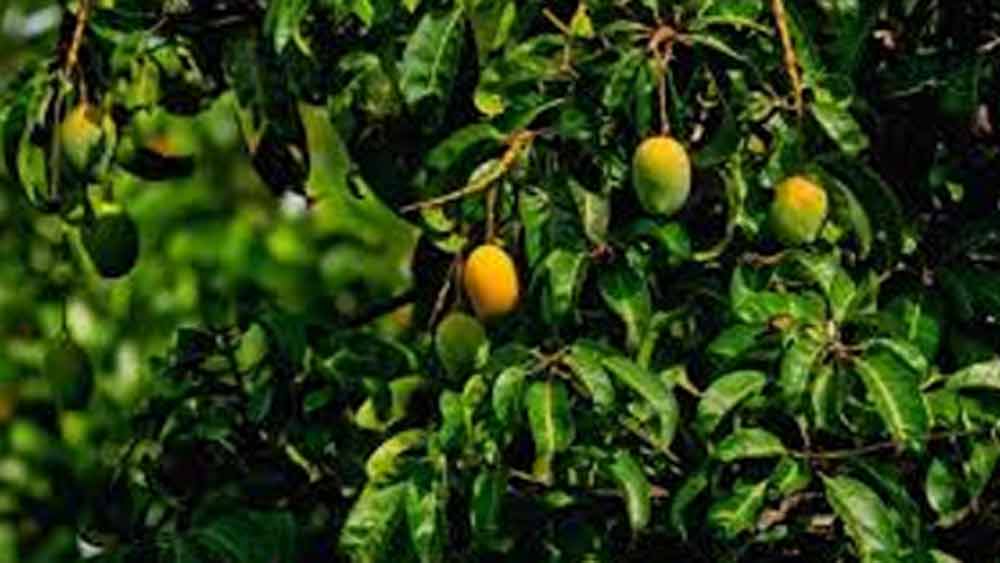 সাহারানপুর জেলার কোম্পানি বাগ অঞ্চলে রয়েছে হর্টিকালচার অ্যান্ড স্টাডিং হার্ট। এখানে গাছপালা নিয়ে নানা ধরনের গবেষণা চলে।