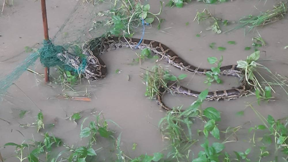 খট্টিমারিতে জালে আটক অজগর।