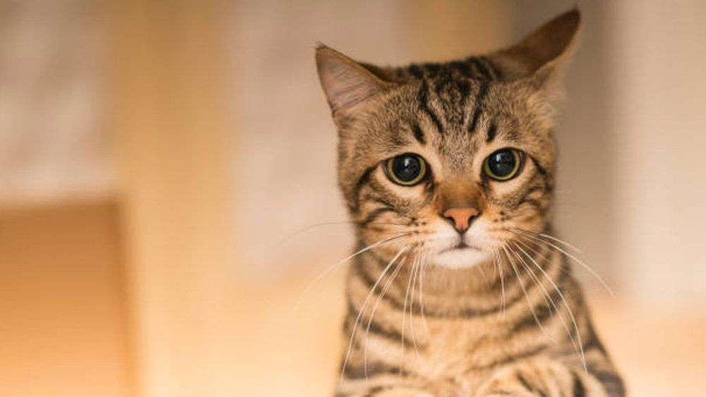 পোষ্য বিড়ালও ভুগছে একই ধরনের সমস্যায়