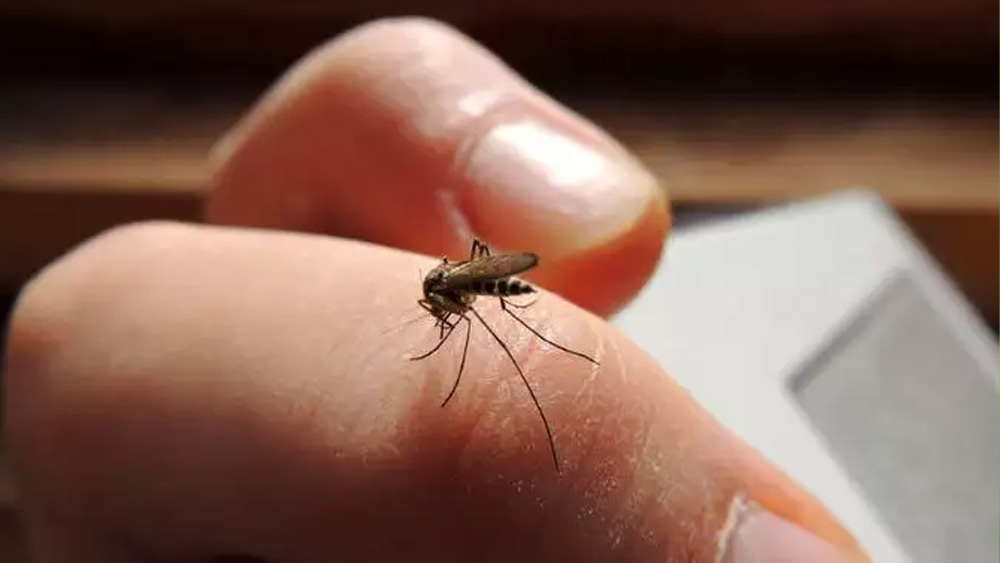 বর্ষায় সাবধান মশাদের থেকে। 