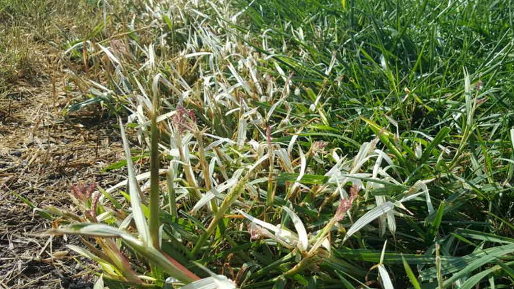 বাগানে আগাছা দূর করতে হলে জলের সঙ্গে বেকিং সোডা মিশিয়ে সেই মিশ্রণ আগাছার উপর ছিটিয়ে দিন।