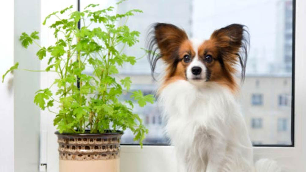 কোন কোন গাছ রাখতে পারেন পোষ্যের সঙ্গে? 