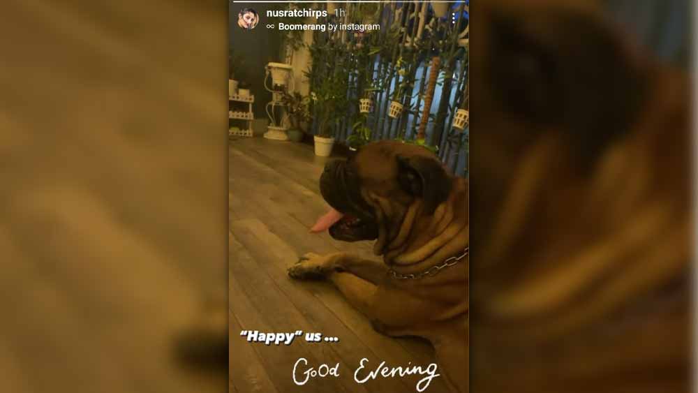 যশের পোষ্যের ছবি দিলেন নুসরত