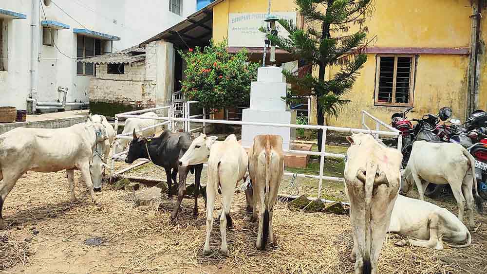 harassment for staffs of Binpur PS after rescuing smuggled cows
