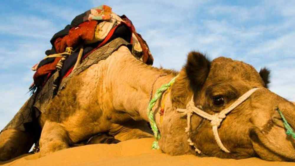 এত গুরুদায়িত্ব নিজের পিঠে বয়ে নিয়ে যাচ্ছে রোশন।