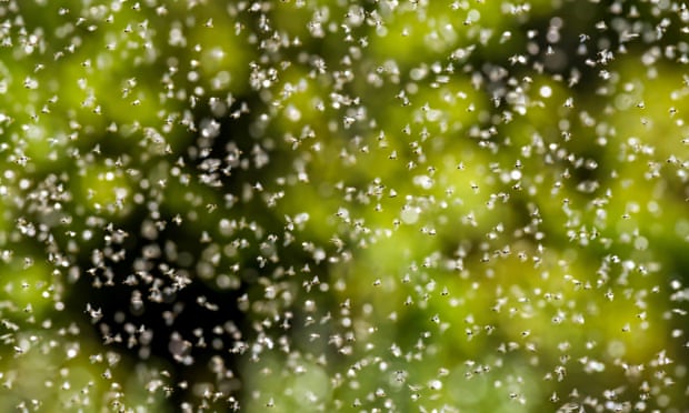 এই উড়ন্ত পিঁপড়াদের দল ফাইনালে বাধা হয়ে দাঁড়াতে পারে। ফাইল চিত্র। 