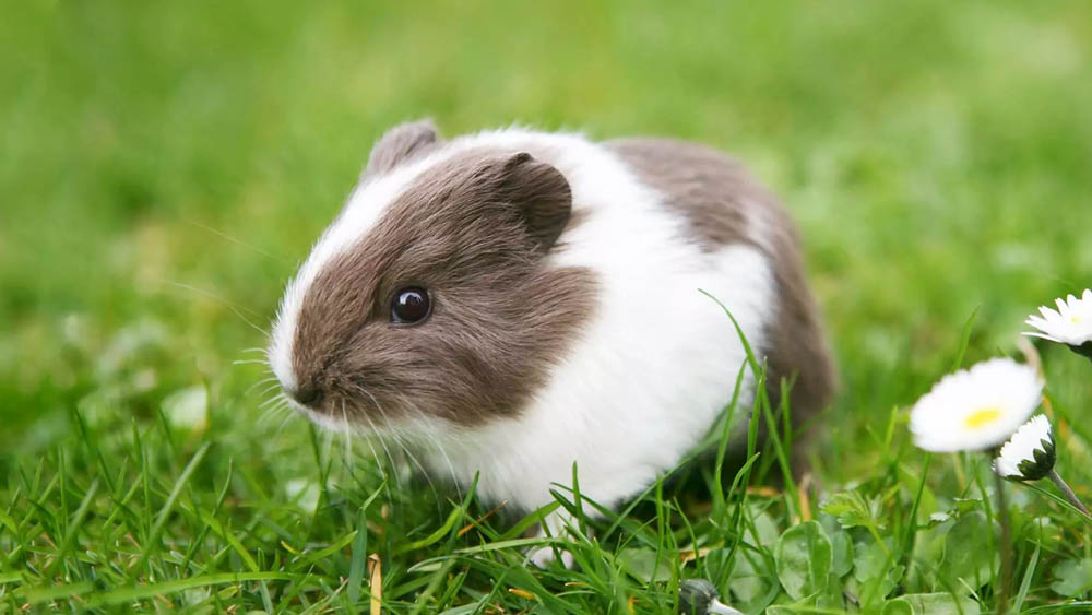 মানুষের মতোই গিনি পিগেরও ঠান্ডা লাগতে পারে। 