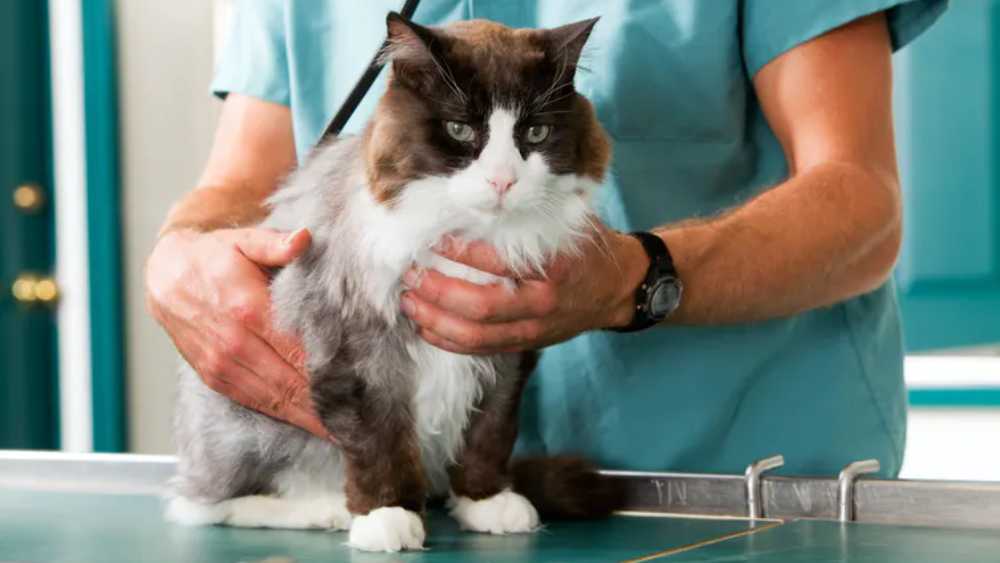 মালিকদের থেকে পোষ্যদের করোনার ভয় আছে। 