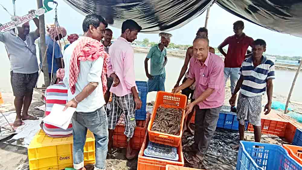 Prawn farners faced grave loss in their prawn cultivation