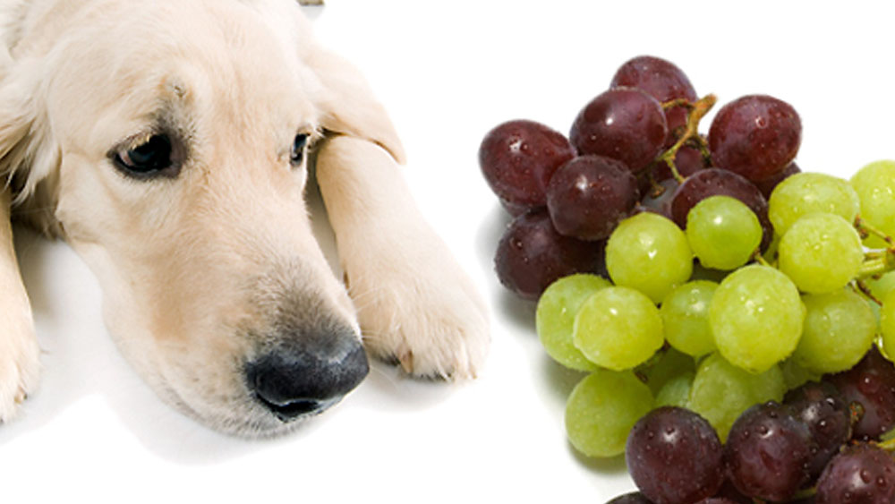 আঙুর কুুকুরের জন্য বিষাক্ত। 
