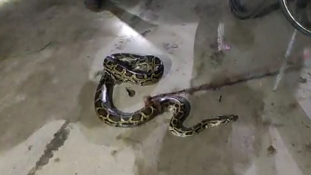 Locals tied Python with rope after it enters locality in Tea Garden at Dooars dgtld