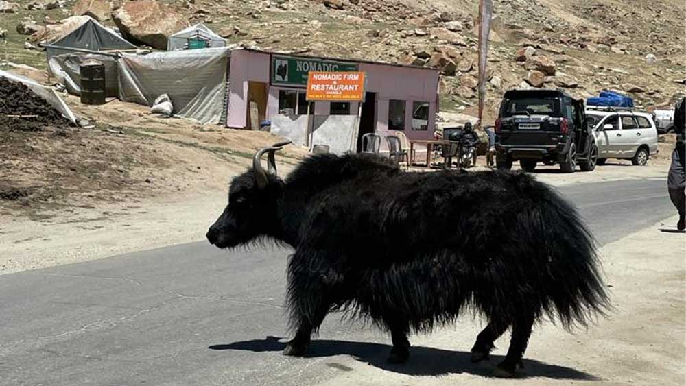 প্রাকৃতিক সৌন্দর্যের পাশাপাশি দিলীপের ক্যামেরায় ধরা পড়ে ইয়াকের ছবিও।