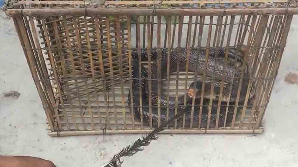 Man bitten by a Monocled Cobra stuck in a Fishing trap in Amdanga dgtld