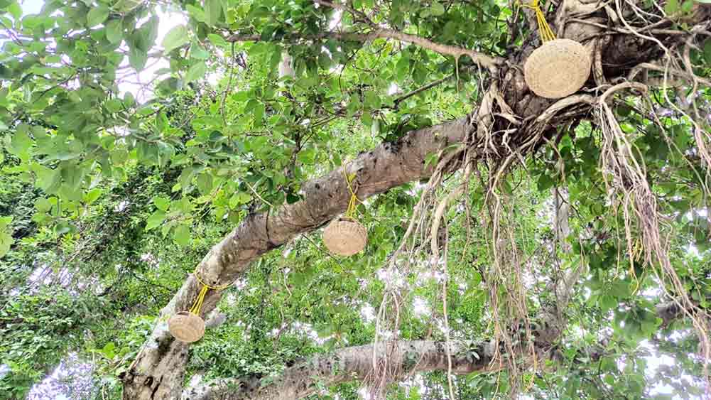 গাছে কৃত্রিম বাসা। 