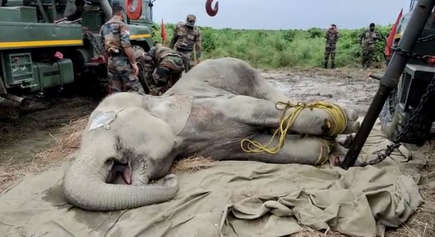 Injured Elephant died in Binnaguri Military Camp dgtld