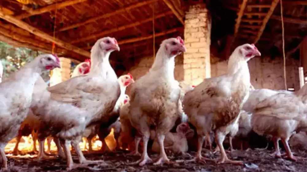 কারণ হিসাবে বিক্রেতারাও জানাচ্ছেন চাহিদা কমার কথাই। তাঁদের কথায়,  ‘‘মাংসের চাহিদা কমেছে। অথচ মুরগীর দেখভালের খরচ একই রয়েছে।’’ এর উপর লকডাউনে দোকানে দোকানে সরবরাহের খরচও বেশ কিছুটা বৃদ্ধি পেয়েছে বলে দাবি।  এগুলোই দাম বাড়ার নেপথ্য কারণ হিসেবে কাজ করছে বলে মনে করছেন মাংস বিক্রেতাদের একাংশ।