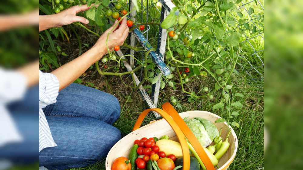 শহরতলিতে তো বটেই লন্ডন, নিউ ইয়র্কের মতো শহরেও অনেকে বাড়ির লাগোয়া এক ফালি জায়গায় সবজি ফলিয়ে সেই সবজি খাচ্ছেন অনেকে। বাজারেও সবজি এবং প্রোটিনের নিরামিষ বিকল্পের চাহিদা ৭০ শতাংশর বেশি বেড়েছে।