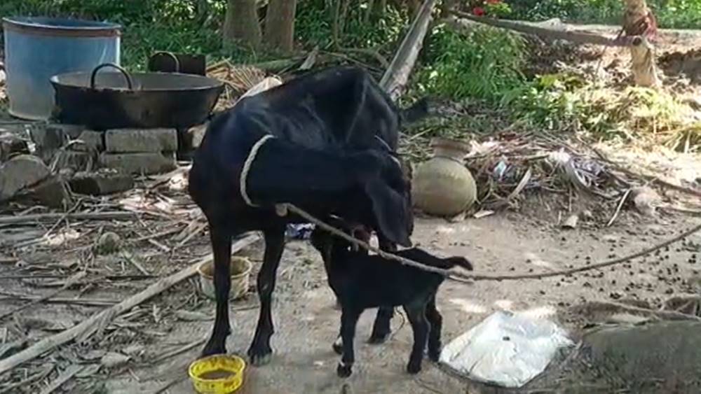 আটপেয়ে ছাগলের জন্ম দেওয়া মা ছাগল এবং তার অপর সন্তান।