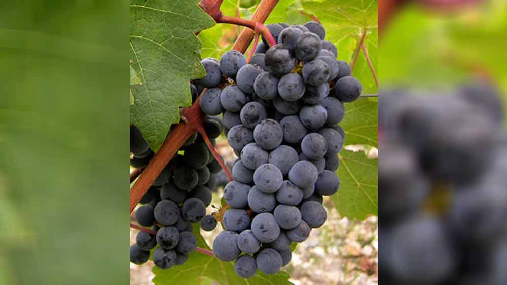 এই ওয়াইনে ৮৫ শতাংশ এই প্রজাতির কালো আঙুরের সঙ্গে আট শতাংশ কাব্যুনে ফ্রাঙ্ক এবং সাত শতাংশ মারলো মেশানো হয়।   কাব্যুনে ফ্রাঙ্ক এবং মারলোও দুই বিশেষ ধরনের কালো আঙুর।