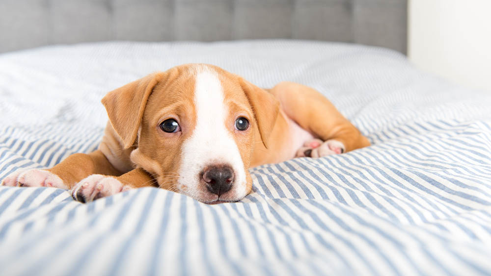 কী করে পোষ্যকে নিরাপদে রাখবেন এই সময়ে?