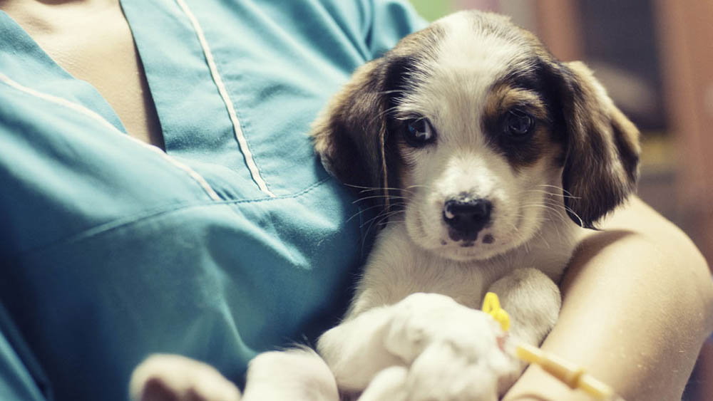 মানুষ কতটা নিরাপদ এই ভাইরাসের সংক্রমণ থেকে? 