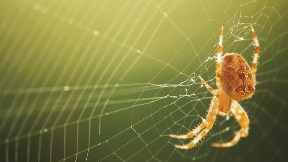 ভিনিগারের গন্ধ সহ্য করতে পারে না মাকড়সা। 