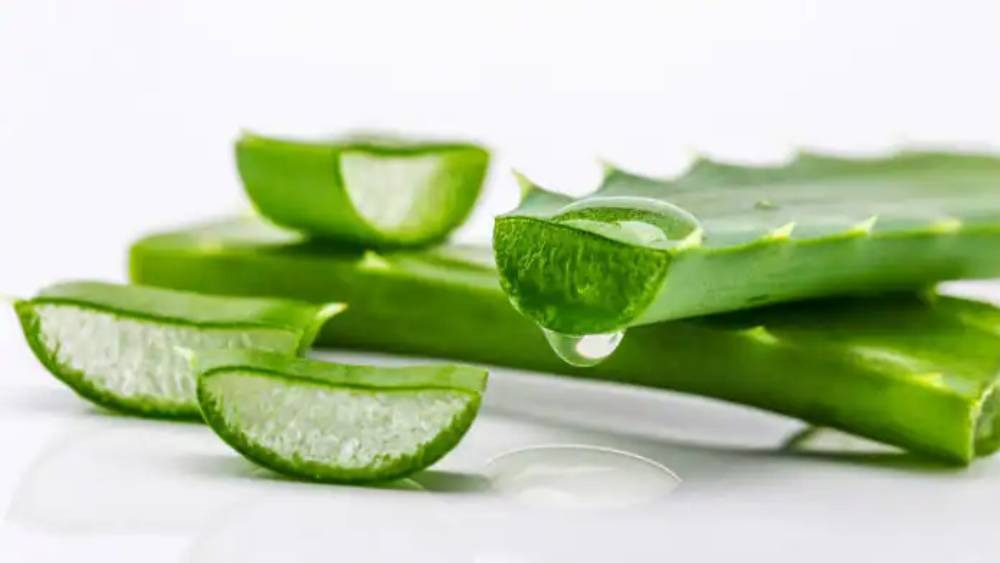 Image of Aloe Vera.