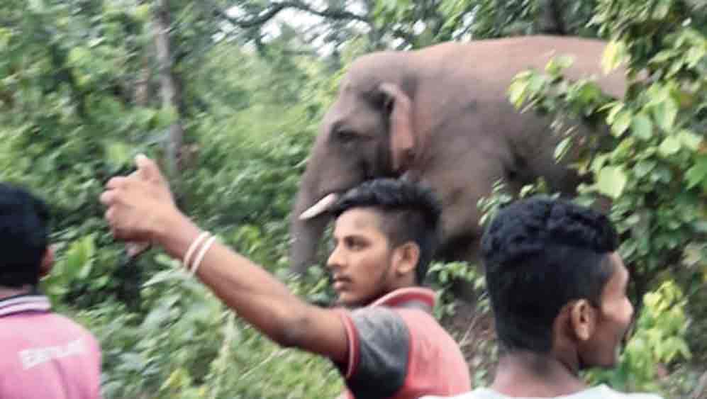 resorts, tourist lodges are blocking the elephants' route in Jhargram