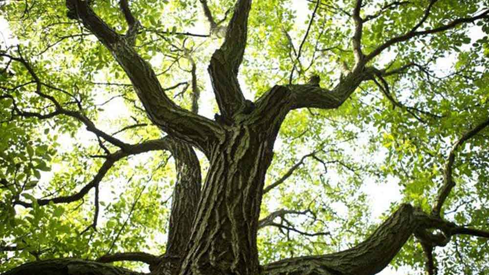 গাছ বনাম মানুষের ওই লড়াই আদালত পর্যন্ত গড়িয়েছিল। গাছের পক্ষে রায় দিয়েছে আদালতও।