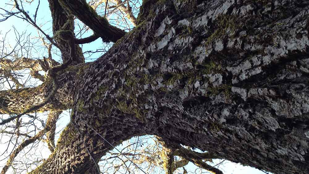 ১০০ বছরের গাছটির উচ্চতা ৫৫ ফুট। প্রায় পাঁচতলা বাড়ির সমান গাছটির বেশির ভাগটাই ঝুঁকে থাকে স্যানতালের বাগানের উপর। ফলও পড়ে সেখানে। আর সেটাই স্যানতালের চিন্তার বড় কারণ।