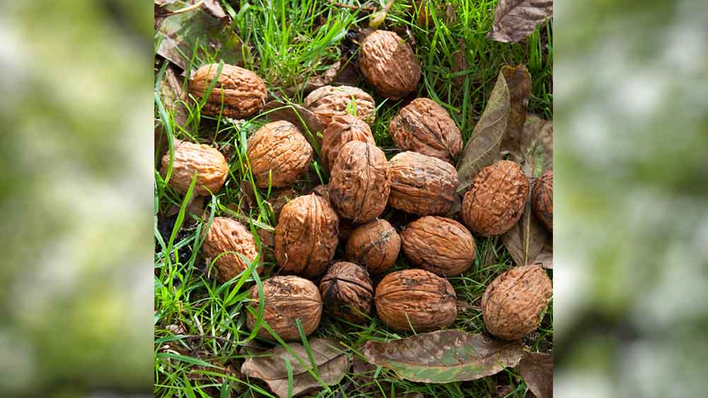 চিকিৎসক তাঁকে জানিয়েছিলেন, বনির ওপর আখরোটের এই প্রভাব শুধু অ্যালার্জিক নয় অ্যানাফিলাকটিক। প্রাণ সংশয়ের কারণ হতে পারে এমন অ্যালার্জির প্রভাবকে অ্যানাফিলাকটিক বলে।