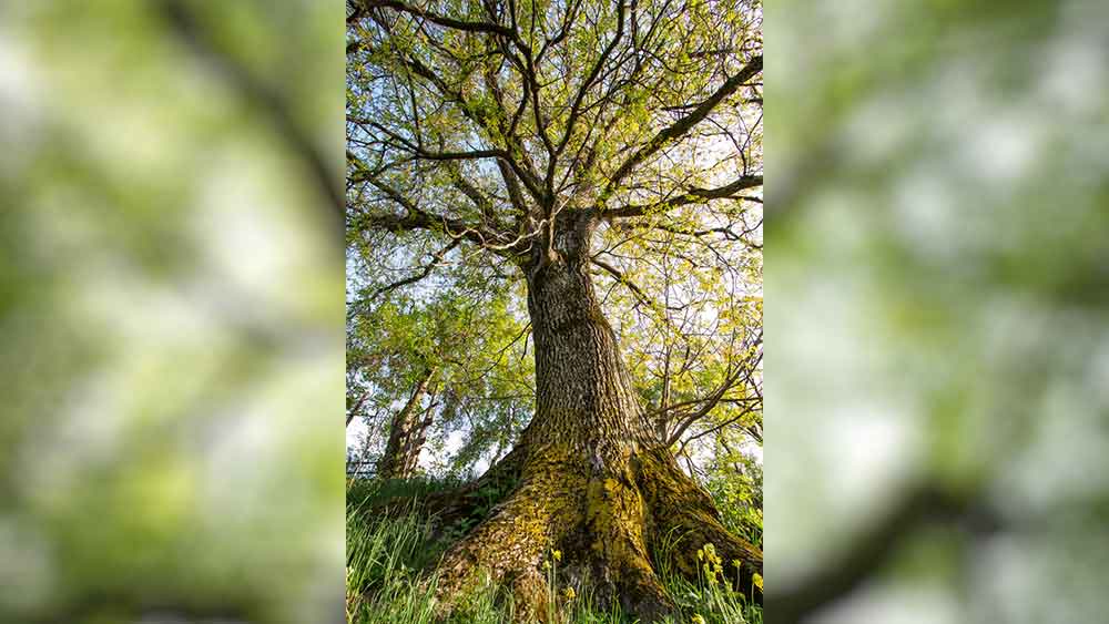 সেই ঘটনার পরই ১০০ বছরের গাছটির কিছু ডাল ছোঁটে ফেলার আর্জি জানিয়েছিলেন স্যানতাল। স্থানীয় বাসিন্দাদের কাছেই বিষয়টি জানিয়েছিলেন তিনি। মেয়ের অসুস্থতার কথাও জানিয়েছিলেন। বলেছিলেন গাছটির যে অংশটি তাঁর বাগানের উপর ঝুঁকে রয়েছে, সেই অংশটির ডালপালা কেটে দেওয়া হোক। প্রতিবেশীরা সেই প্রস্তাবে রাজি হননি। বরং আদালত থেকে অনুমতি জোগার করতে গেলে একাধিক মামলার মুখে পড়তে হয় স্যানতালকে।