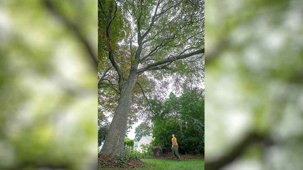 আদালতকে স্যানতাল জানান, তিনি গাছটির উচ্চতা ১৬ ফুট কমাতে চান। এবং প্রায় ৫০ বর্গ ফুট জুড়ে ছ়ড়িয়ে থাকা গাছটির শাখা প্রশাখা কমিয়ে ২০ ফুটে আনতে চান। আদালত স্যানতালের আবেদন খারিজ করে দেয়।