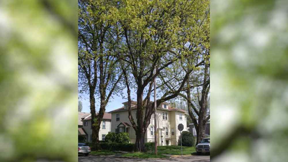 আদালতের এই সংক্রান্ত বিশেষ কাউন্সিল জানিয়ে দেয়, গাছটি ঘিরে এলাকার মানুষের জোরালো আবেগের কথা মাথায় রেখেই এই সিদ্ধান্ত নিয়েছেন তাঁরা। তাঁদের কাছে এ নিয়ে অনেকে আবেদনও করেছেন।