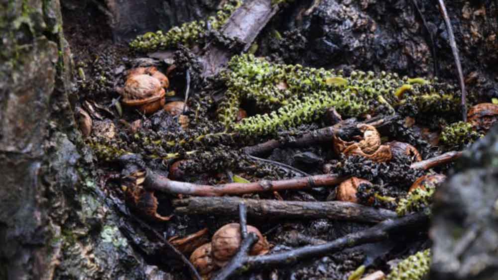 প্রতি দিন মেয়েদের খেলার আগে নিজে বাগানে ঘুরে ছড়িয়ে থাকা আখরোট এবং আখরোটের খোলা একটি বালতিতে সংগ্রহ করে রাখেন স্যানতাল। তার পর মেয়েদের খেলতে যেতে দেন বাগানে। এতটা সাবধান থাকলেও খেলার সময় মেয়েদের গায়ে যে আখরোট প়ড়বে না তার নিশ্চয়তা নেই।