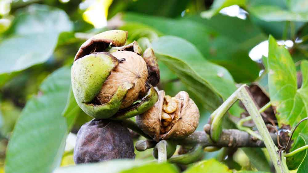 দু’দিক বিবেচনা করে শেষে স্থানীয় কাউন্সিলর জানিয়েছেন, তিনি ওই শিশুটির মায়ের সঙ্গে যোগাযোগ করে অনুরোধ করেছেন পরিস্থিতির সঙ্গে মানিয়ে নিয়ে এমন কোনও বোঝাপড়ায় আসতে যাতে দু’পক্ষেরই কোনও ক্ষতি না হয়। যদিও মেয়েকে বাঁচিয়ে সেটা কী ভাবে সম্ভব তা এখনও বুঝে উঠতে পারছেন না স্যানতাল।