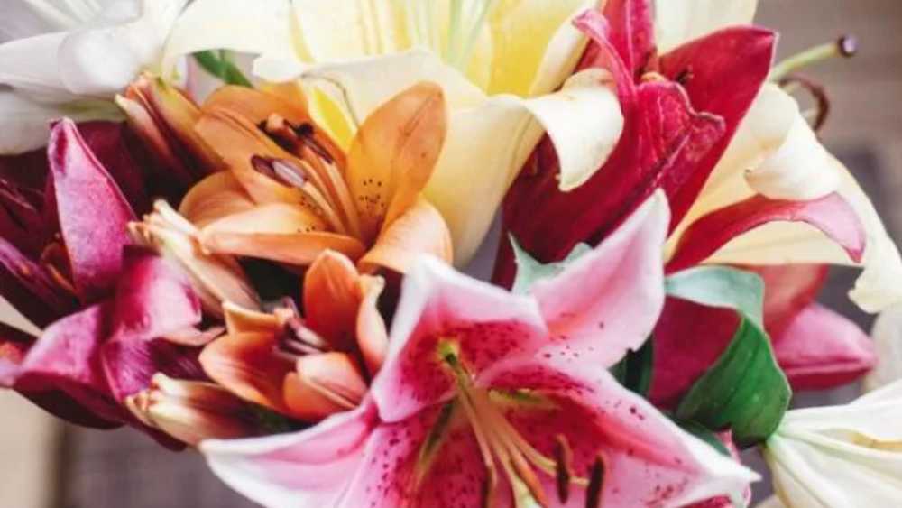 এই সুন্দর ফুলও কুকুরের ক্ষতি করতে পারে