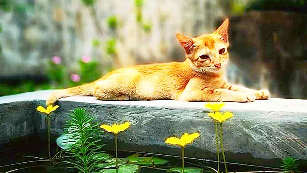 সবুজ অবসরে জুটে যায় বিড়ালও