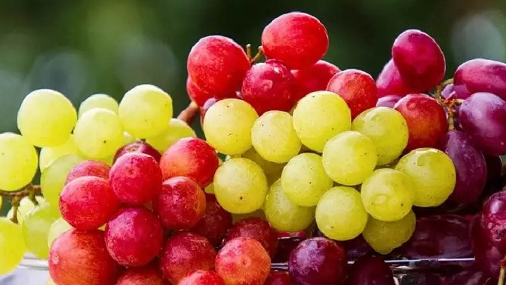 আঙুর পারে রোদ থেকে বাঁচাতে। 